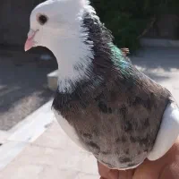 نروماده طوق سور مامله