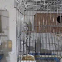 عروس هلندی مولد سر جوجه