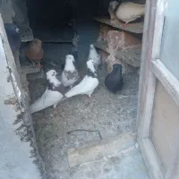 انواع کبوتر  طوقی|پرنده|کامیاران, |دیوار