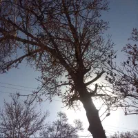 سلام همشهریان حرس کاری انگورودرختان میوه|خدمات باغبانی و درختکاری|نیشابور, شهرک زرگران|دیوار