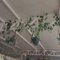 فروش استثنایی پتوس اسکاندیس|گل و گیاه طبیعی|کهک, |دیوار