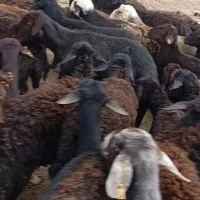 گوسفند افشار و غزل افشار قره غزل