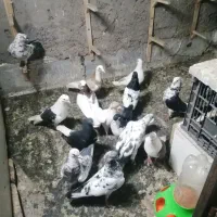 10عددکبوتررنگه زات قرص وخوشکل