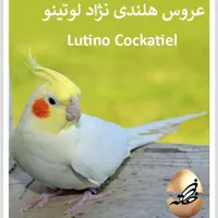 عروس هلندی گمشده
