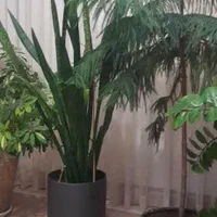 گلهای آپارتمانی فوق العاده زیبا و سرحال|گل و گیاه طبیعی|شیروان (خراسان), |دیوار