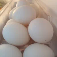 تخم اردک خانگی