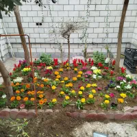 گل وگیاه پامچال