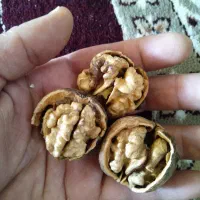 گردو بوانات پوست کاغذی