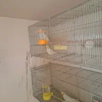 جفت عروس هلندی لوتینو|پرنده|اصفهان, نصرآباد|دیوار