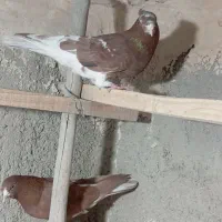 کبوتر|پرنده|قرچک, محمد آباد|دیوار