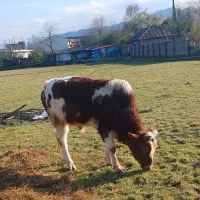 گوساله نر سیمینتال اصل یک سال نیم ۱۸۵ میلیون