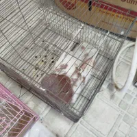 کبوتر