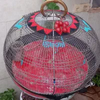 سهره خاکی جوجه