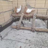 کبوتر سینه زرد کاکولی