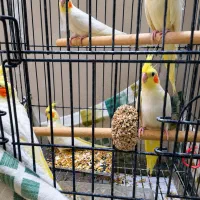 عروس هلندی
