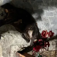 گوسفند خونی در تمام نقاط مشهد قصاب خوش قول