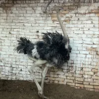 شترمرغ