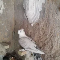 کبوتر|پرنده|جهرم, |دیوار