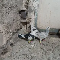 کفتر شهرستانی