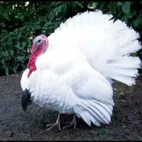 بوقلمون گوشتی ارگانیک