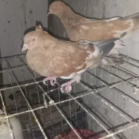 کبوتر|پرنده|اهواز, کیانشهر|دیوار