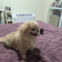 سگ امپریال پیکینز|سگ|اصفهان, کوی امیریه|دیوار