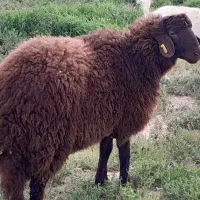 نر بز سانن کل وبرنرهمو