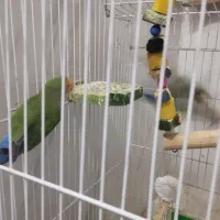 کوتوله برزیلی|پرنده|تربت‌حیدریه, فرمانداری|دیوار