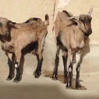 بزالپاین