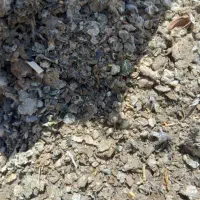 کود کبوتر تمیز