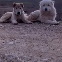 سگ بوجی