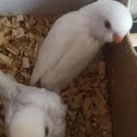 جوجه مرغ عشق آلبینو معاوضه با قفس کوچک
