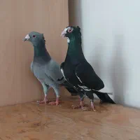 کبوتر کربلایی ساده پلنگ