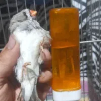 سه عدد ماده فنج انگلیسی|پرنده|کرمانشاه, |دیوار