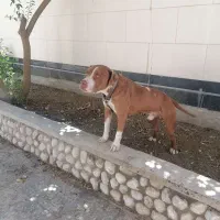 سگ کوپر نر