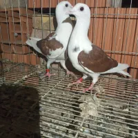کبوتر