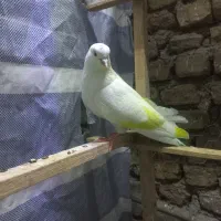 کفتر و کبوتر