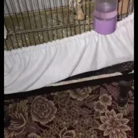 عروس هلندی ماده اماده زرد