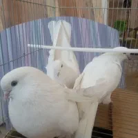 کبوتر سفید پرشی|پرنده|برخوار, |دیوار