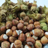 فندوق پوست کنده تازه چین‌،درجه1