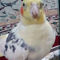 عروس هلندی پرواز کرده|حیوانات|اهواز, کیانشهر|دیوار