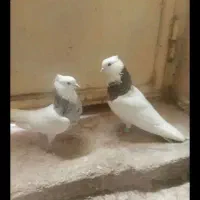 طوقی|پرنده|ایلام, |دیوار