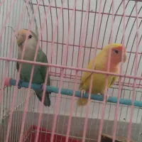 عروس هلندی و طوطی برزیلی|پرنده|خرمدره, |دیوار
