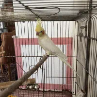 عروس هلندی و طوطی برزیلی