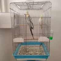 جفت عروس کارداده