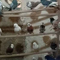 کفتر یجا۶۰|پرنده|محمدشهر, محمدشهر|دیوار