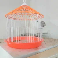 قفس سالم نو