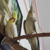 عروس هلندی نرو ماده