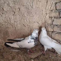 کبوتر تهرانی|پرنده|کوهدشت, |دیوار