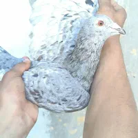 کوهی|پرنده|شوشتر, |دیوار